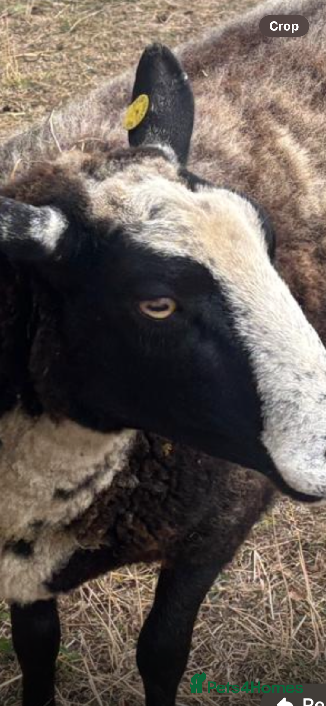 Sheep livestock for sale: For sale grade 4 Dutch spotted ewes  - Image 1
