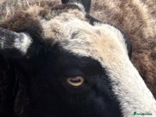 Sheep livestock - Advert 28