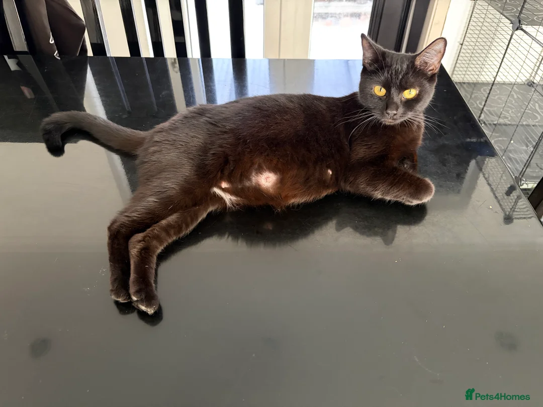 British Shorthair cats for sale: British shorthair kitten - Advert 1