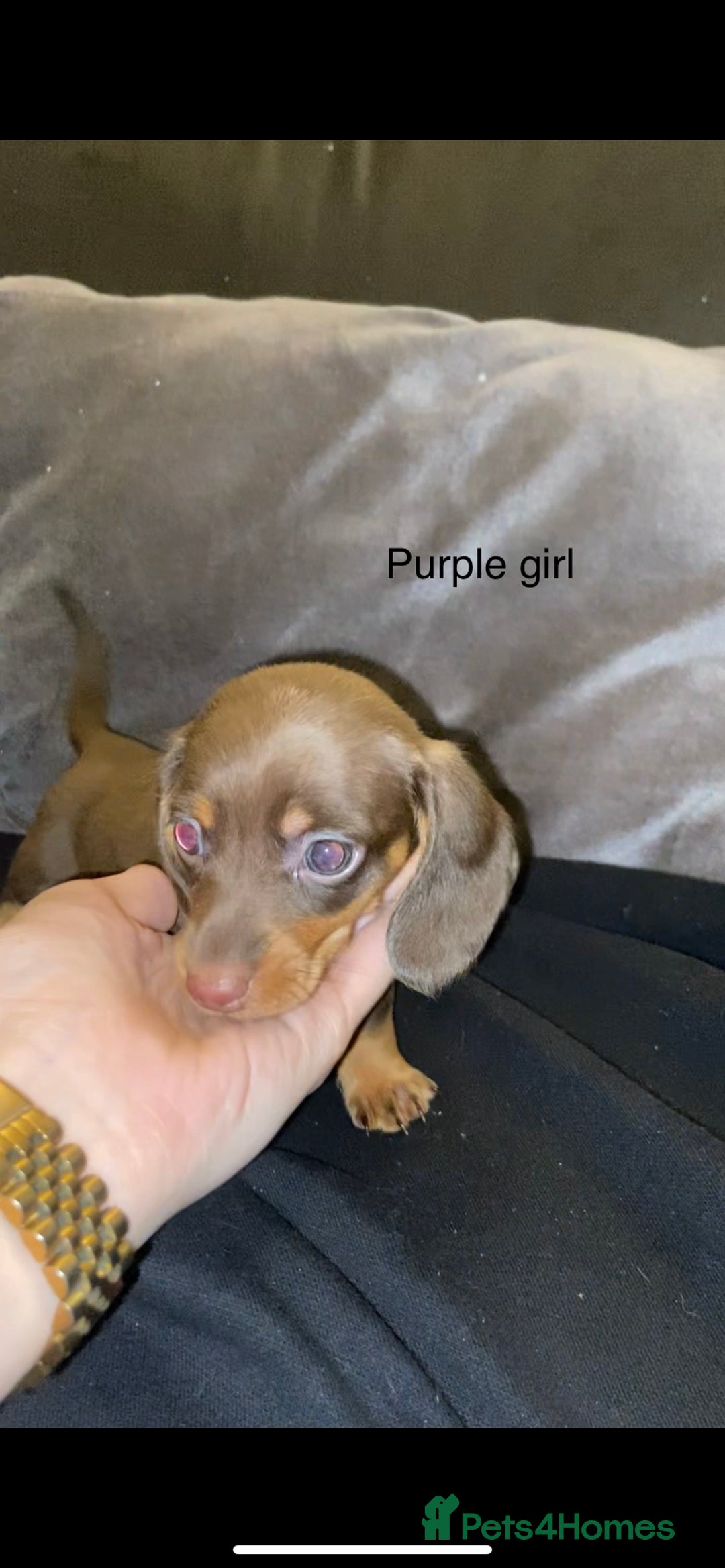 Miniature Dachshund dogs for sale: 🌻Miniature dachshund puppies 🌻 - Image 3