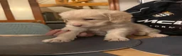 Labradoodle dogs for sale: Last two Stunning Labradoodles  - Advert 8