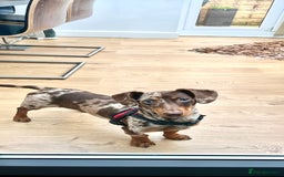 Miniature Dachshund dogs for stud: 💥FIRST TIME DAPPLE STUD💥 - Image 2