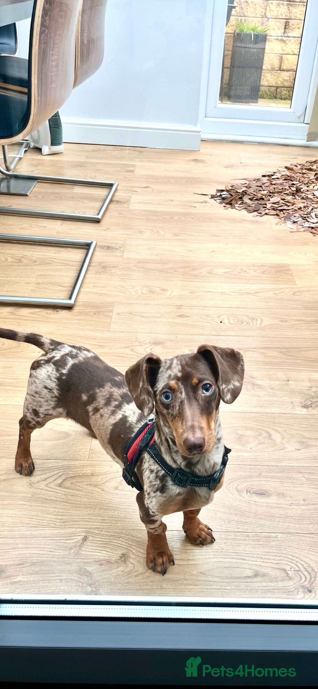 Miniature Dachshund dogs for stud: 💥FIRST TIME DAPPLE STUD💥 - Image 2