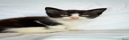 Mixed Breed cats for sale: Kittens/mixed in Sutton-in-Ashfield - Advert 3