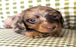 Miniature Dachshund dogs for sale: Miniature Long Haired Dachshund Puppies - Advert 5