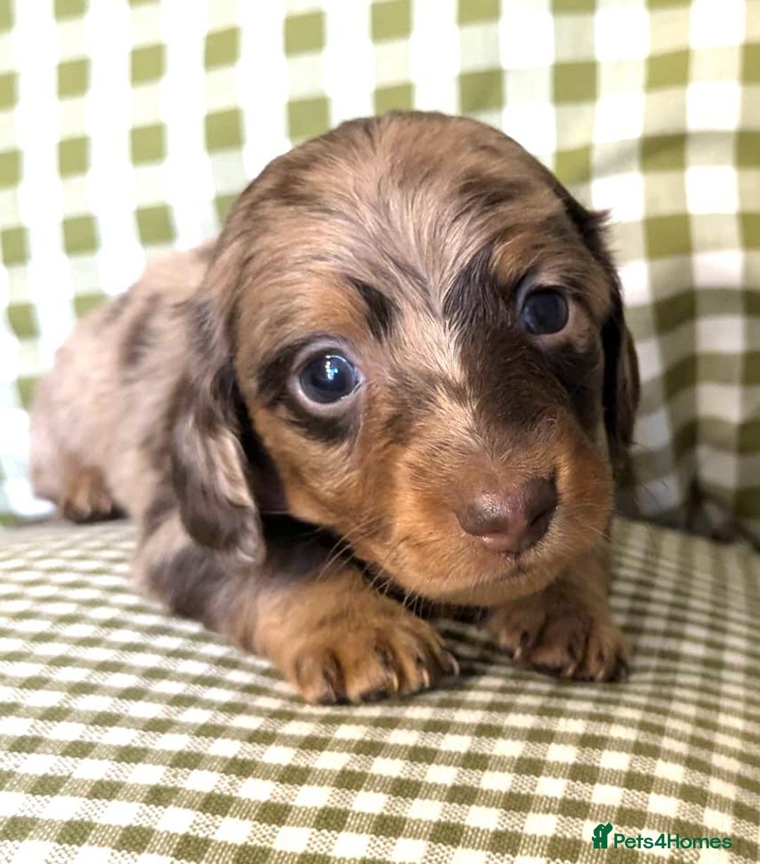Miniature Dachshund dogs for sale: Miniature Long Haired Dachshund Puppies - Advert 5