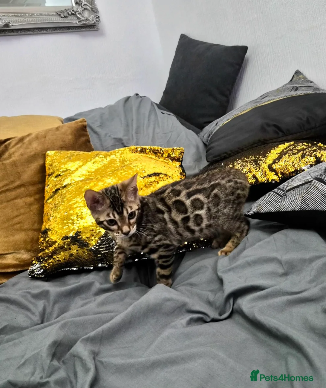 Bengal cats for sale: Bengal boy - Advert 2