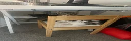 Mixed Breed cats for sale: Kittens  - Advert 4