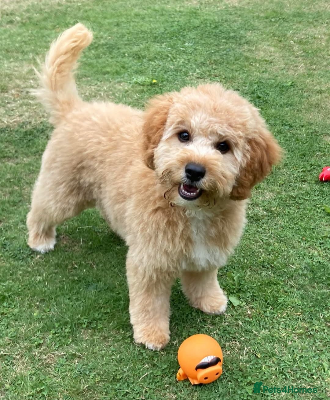 Mixed Breed dogs for sale: Patterdale x cavapoo  - Advert 2
