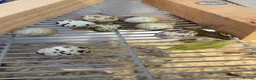 Quail poultry for sale: Quails in Luton in Dunstable - Advert 2
