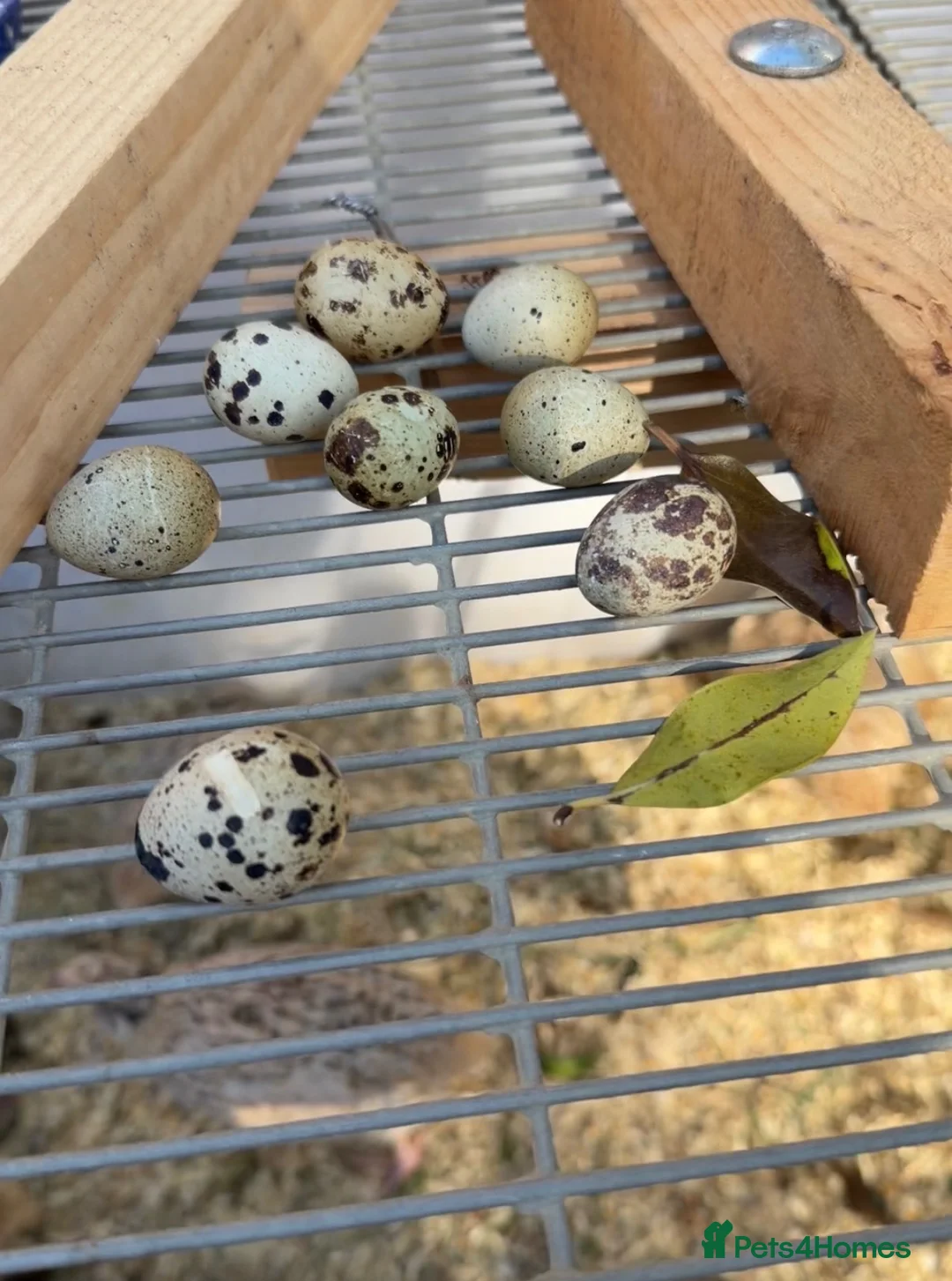 Quail poultry for sale: Quails in Luton in Dunstable - Advert 2