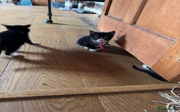 Mixed Breed cats for sale: Black and white kittens - Image 2