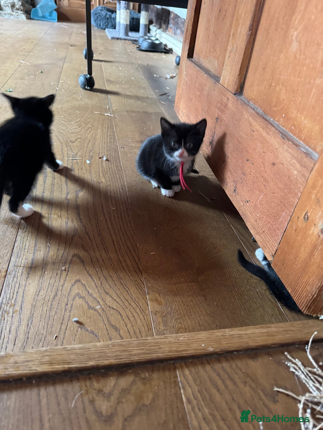 Mixed Breed cats for sale: Black and white kittens - Image 2