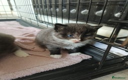 Mixed Breed cats for sale: Gorgeous grey and tabby grey kittens  - Image 9