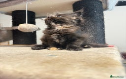 Maine Coon cats for sale:  Maine Coon Kittens Looking for Loving Homes 🐾 - Image 7