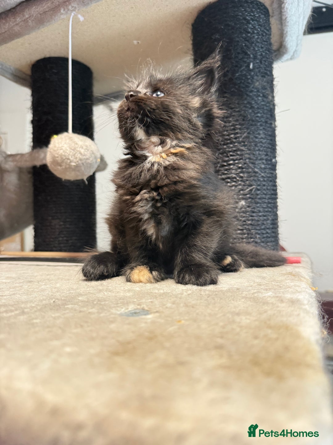 Maine Coon cats for sale:  Maine Coon Kittens Looking for Loving Homes 🐾 - Image 7