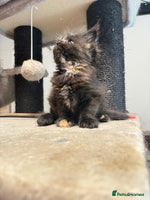 Maine Coon cats - Advert 14