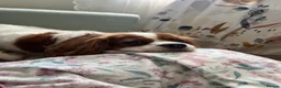 Cavalier King Charles Spaniel dogs for sale: Coco cavalier King Charles  - Advert 9