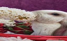 Mini Lop rabbits for sale: Baby velveteen lops & adult mini rex  - Image 4