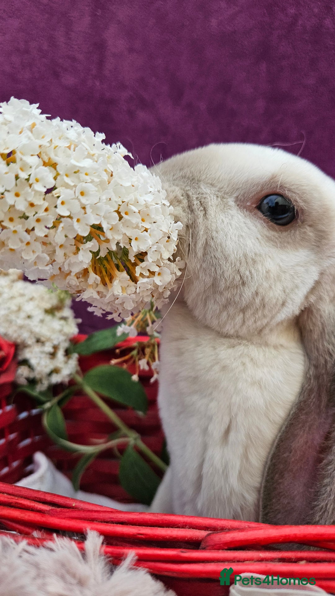 Mini Lop rabbits for sale: Baby velveteen lops & adult mini rex  - Image 4