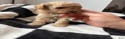Mixed Breed dogs for sale: Double doodles  - Advert 36
