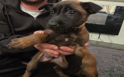 Mixed Breed dogs for sale: Belgian malinois  - Advert 5
