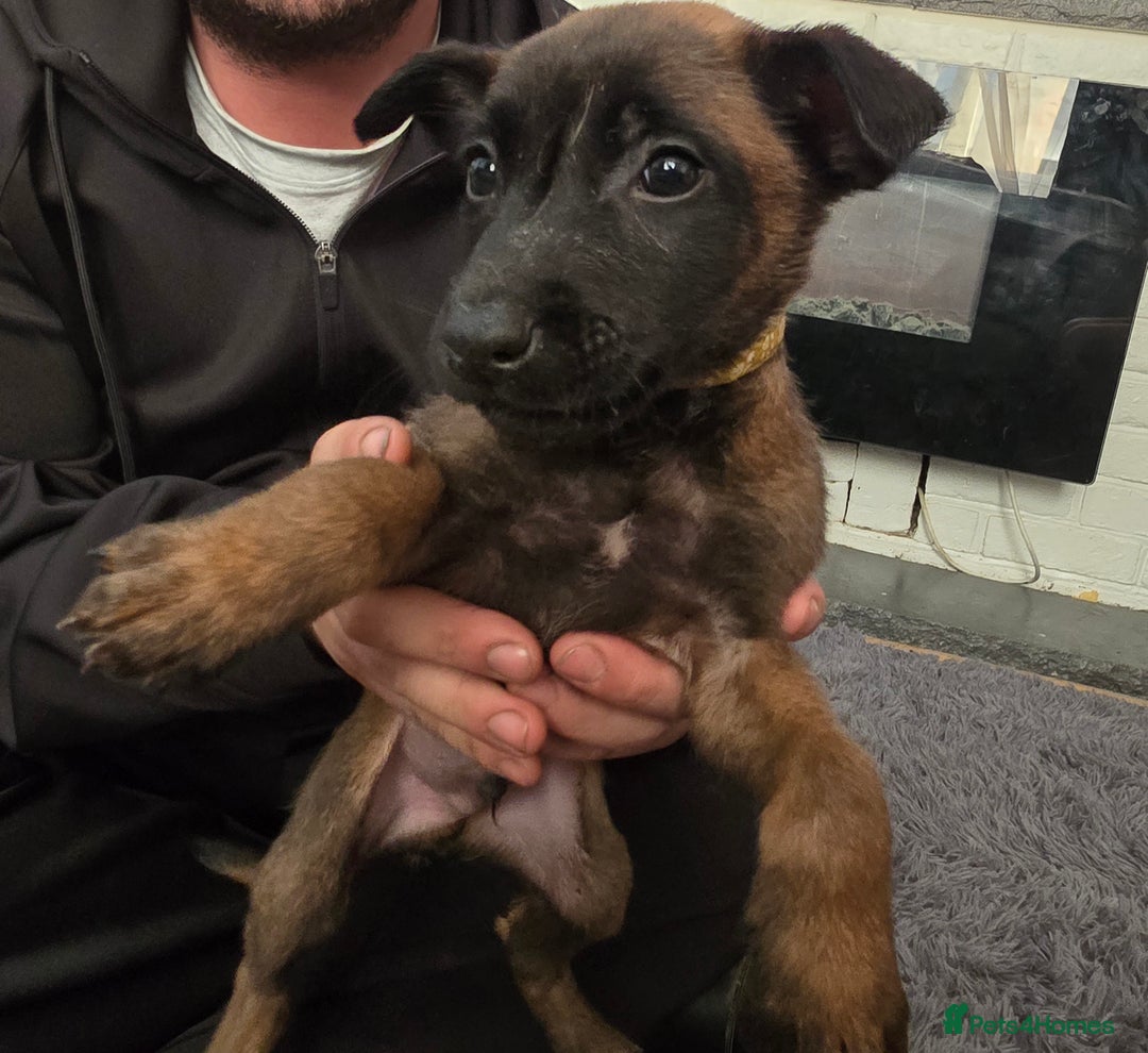 Mixed Breed dogs for sale: Belgian malinois  - Advert 5