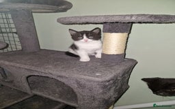 Mixed Breed cats for sale: Kittens - Image 10