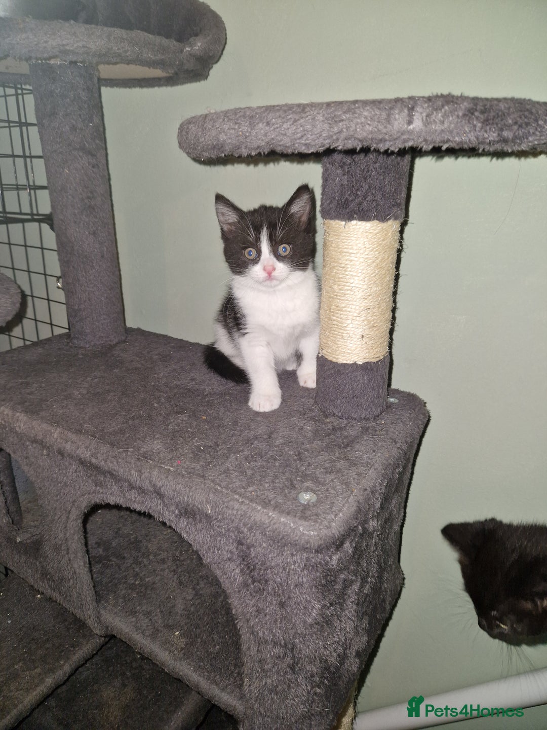 Mixed Breed cats for sale: Kittens - Image 10