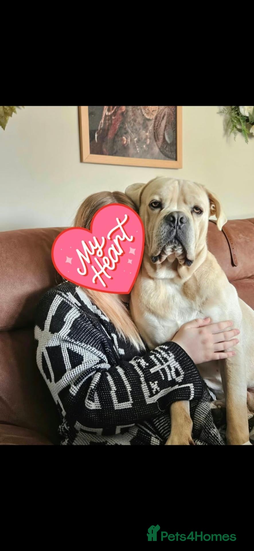 Mixed Breed dogs Beautiful big boy - Advert 1