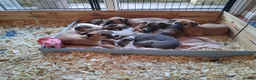 Mixed Breed dogs for sale: Lurcher  - Advert 4