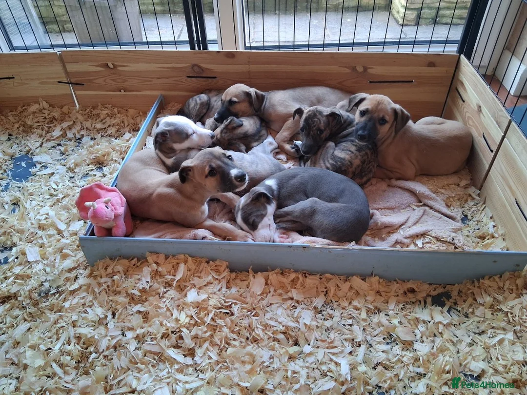 Mixed Breed dogs for sale: Lurcher  - Advert 4