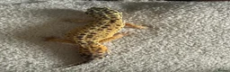 Leopard Gecko reptiles for sale: 2 female leopard geckos  in Droitwich - Advert 3