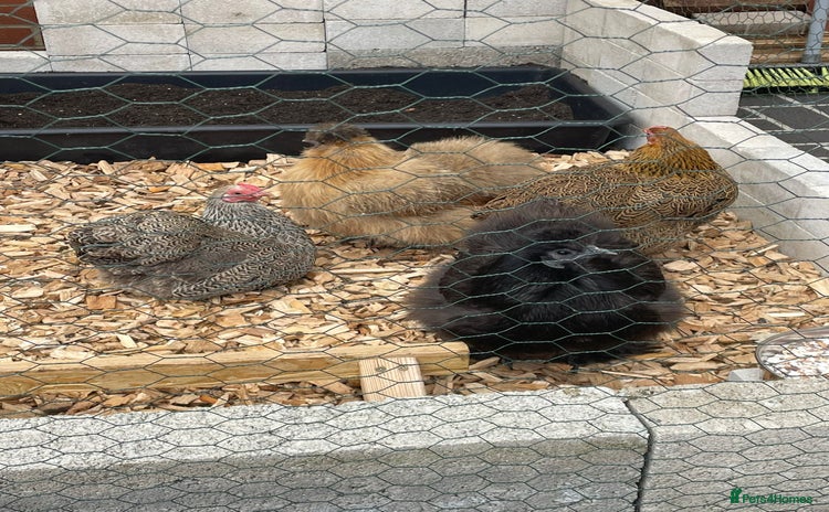 Chickens poultry - Advert 1