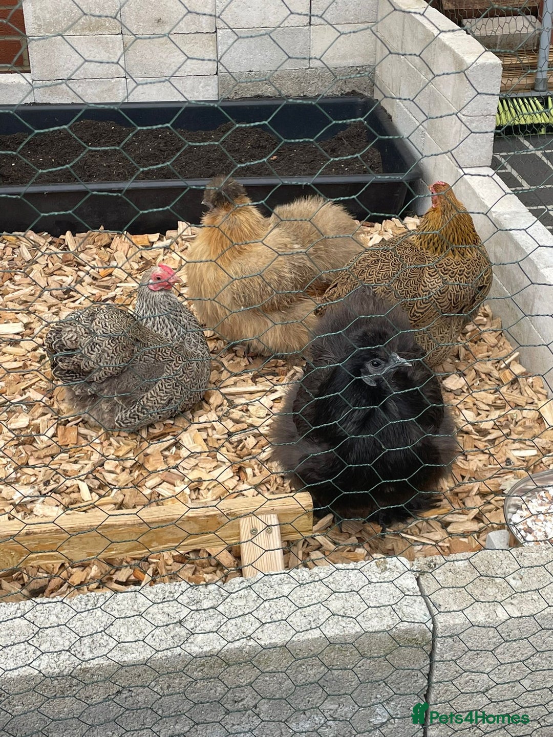 Chickens poultry for sale: 🐔 Loving Home Wanted for 4 Beautiful Hens  - Image 1