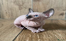 Sphynx cats for sale: Kittens sphinx Canadian girl blue eyes  - Image 17