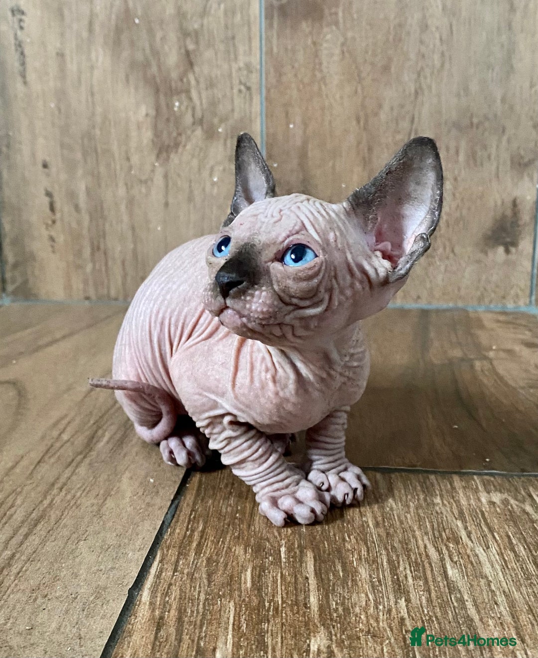Sphynx cats for sale: Kittens sphinx Canadian girl blue eyes  - Image 17