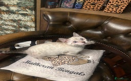 Bengal cats for sale: Two incredibly friendly TICA reg kittens  in Darwen - Image 16