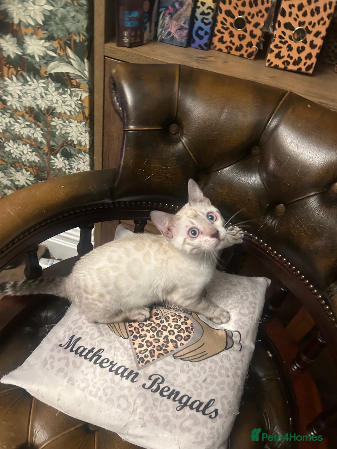 Bengal cats for sale: Two incredibly friendly TICA reg kittens  in Darwen - Image 16