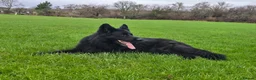 German Shepherd dogs for sale: Top Quality KC Black Long Hair German Shepherd  - Advert 4