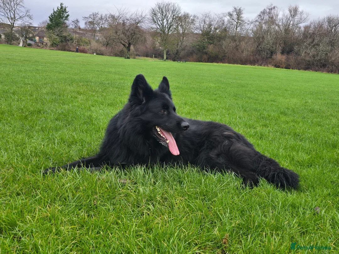 German Shepherd dogs for sale: Top Quality KC Black Long Hair German Shepherd  - Advert 4