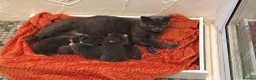 British Shorthair cats for sale: Ragdoll x British shorthair  - Advert 1
