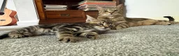 Mixed Breed cats for sale: Tabby Kittens For Sale - Advert 2