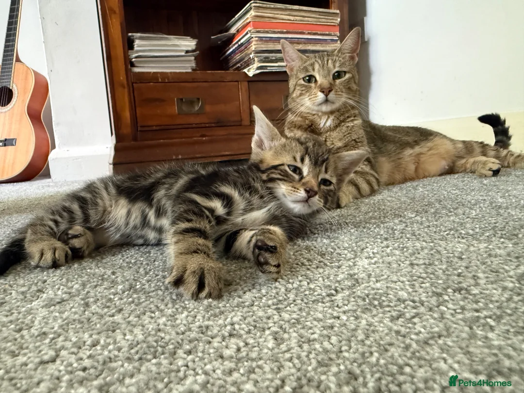 Mixed Breed cats for sale: Tabby Kittens For Sale - Advert 2