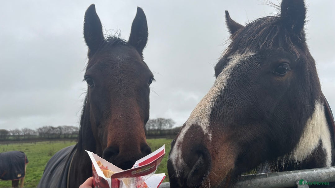 Appaloosa horses for sale: Rodney 14.1/2 2 Year old gelding Appaloosa X Cob - Advert 5