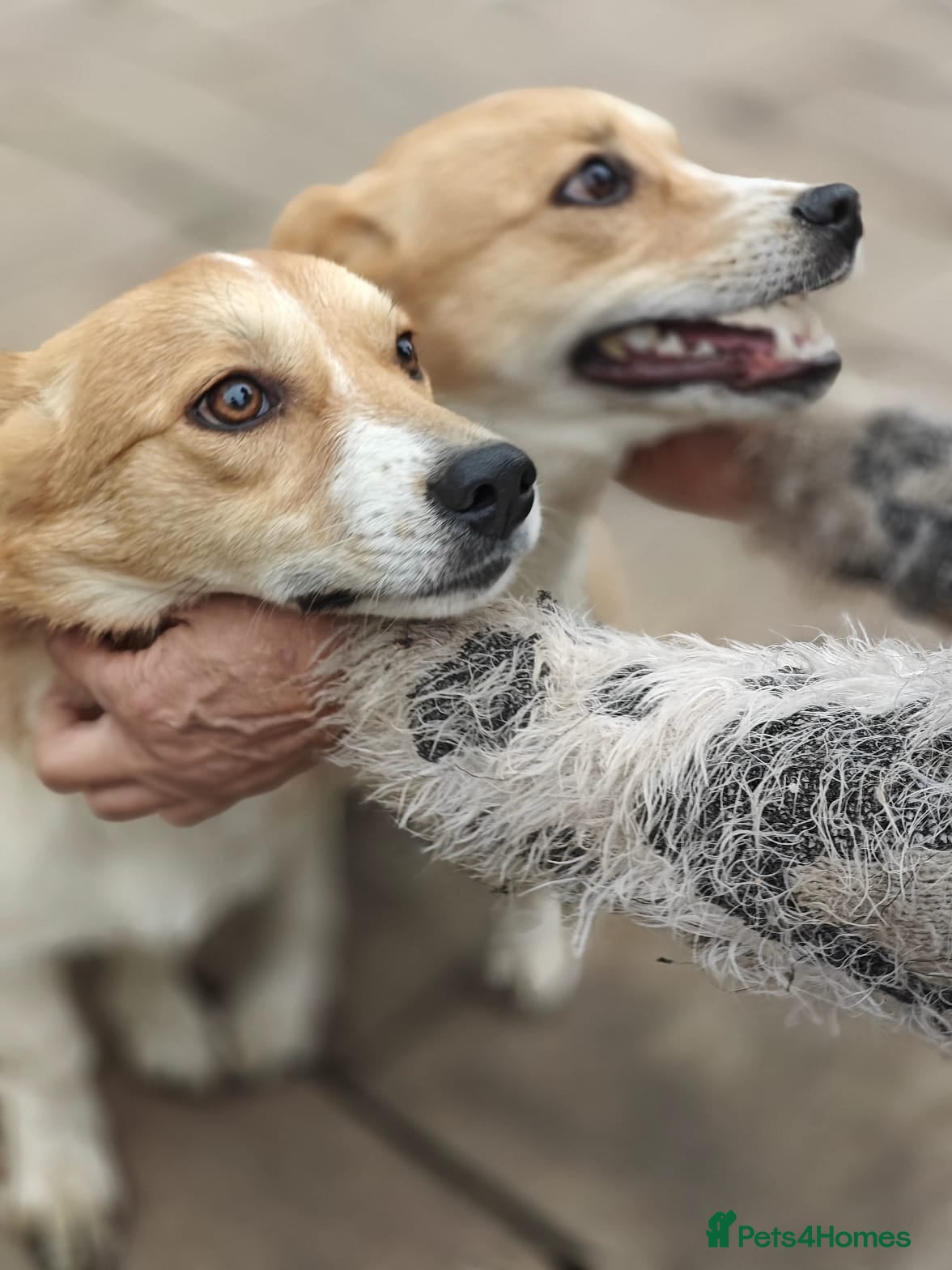 Mixed Breed dogs ❤️MEYA&KALLIE❤️-2 SMALL SISTERS SEEK A KIND HOME - Advert 1