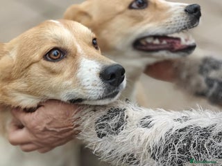 Mixed Breed dogs โค๏ธMEYA&KALLIEโค๏ธ-2 SMALL SISTERS SEEK A KIND HOME - Advert 1