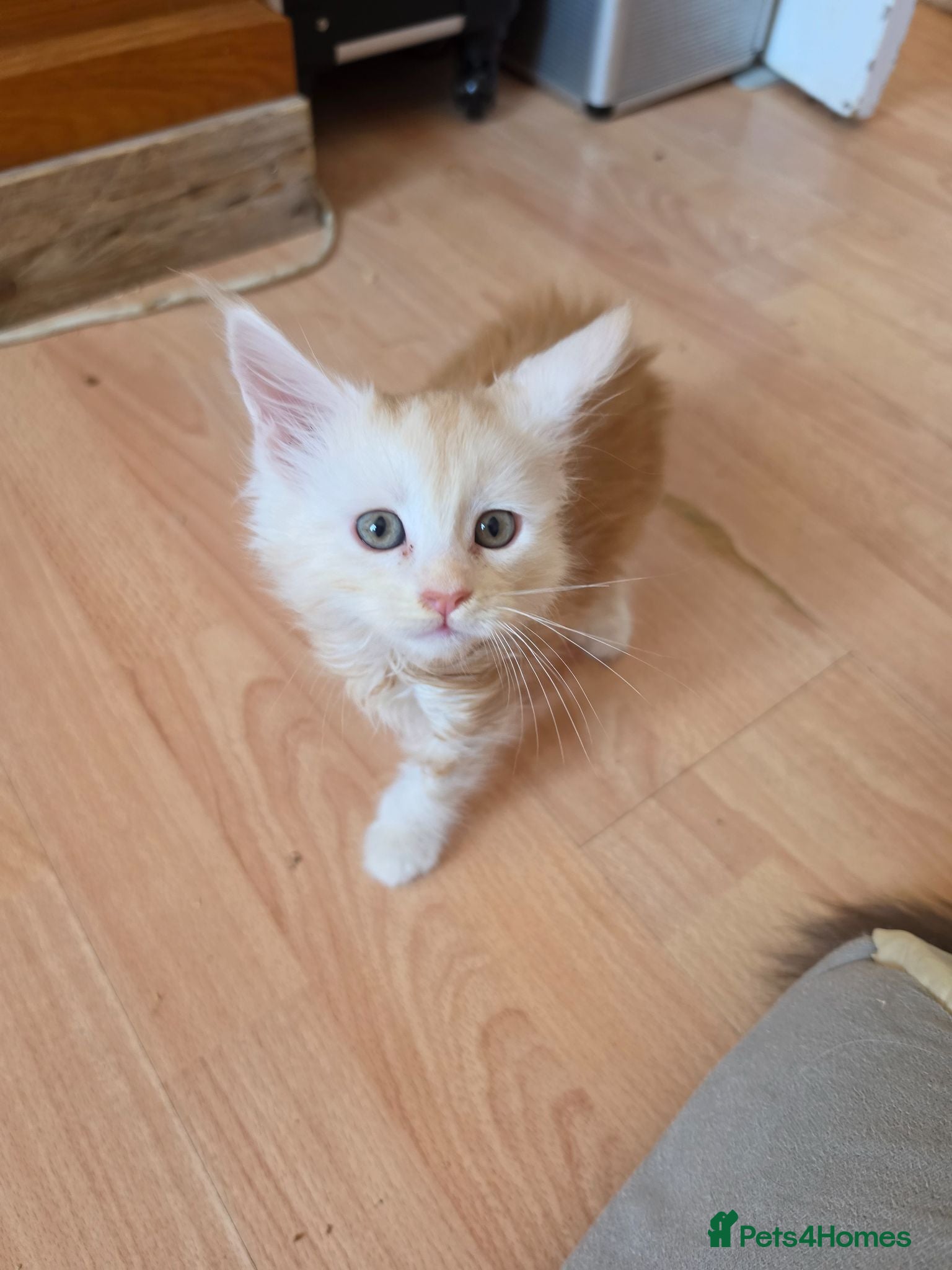 Maine Coon cats PEDIGREE MAINE COON KITTENS  - Advert 3
