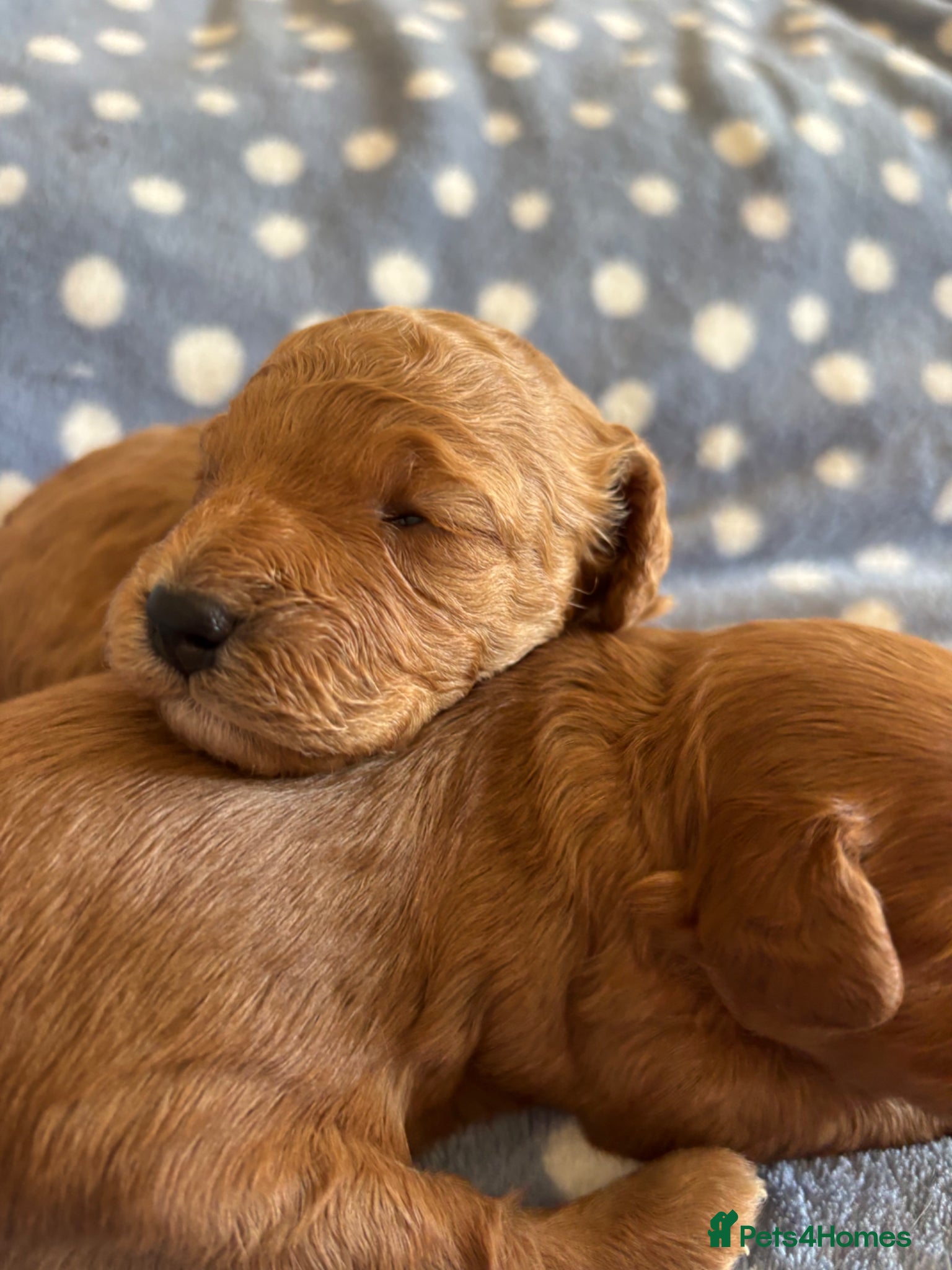 Cavapoo dogs Stunning red toy cavapoo pups  - Advert 1
