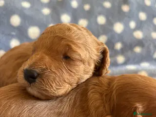 Cavapoo dogs Stunning red toy cavapoo pups - Advert 1